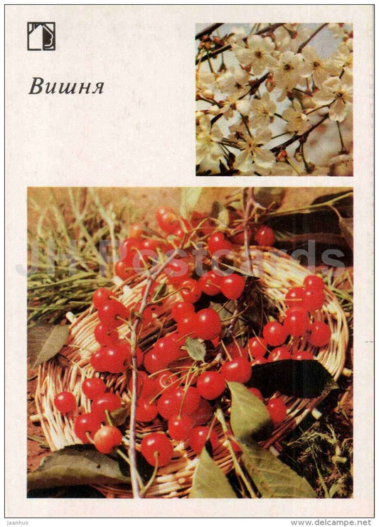 Cherry - 1 - fruit and berry crops - garden - 1986 - Russia USSR - unused - JH Postcards