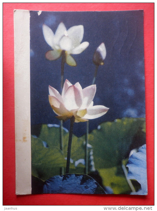 lotus - water lily - flowers - stationery card - 1969 - Russia USSR - used - JH Postcards