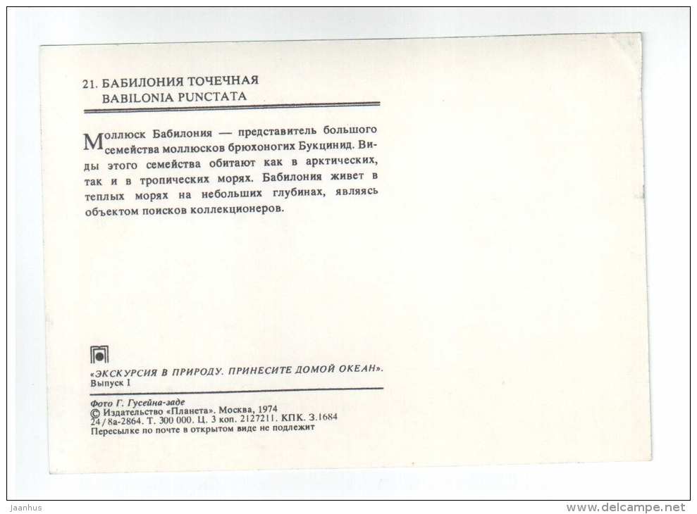Babilonia punctata - shells - clams - mollusc - 1974 - Russia USSR - unused - JH Postcards
