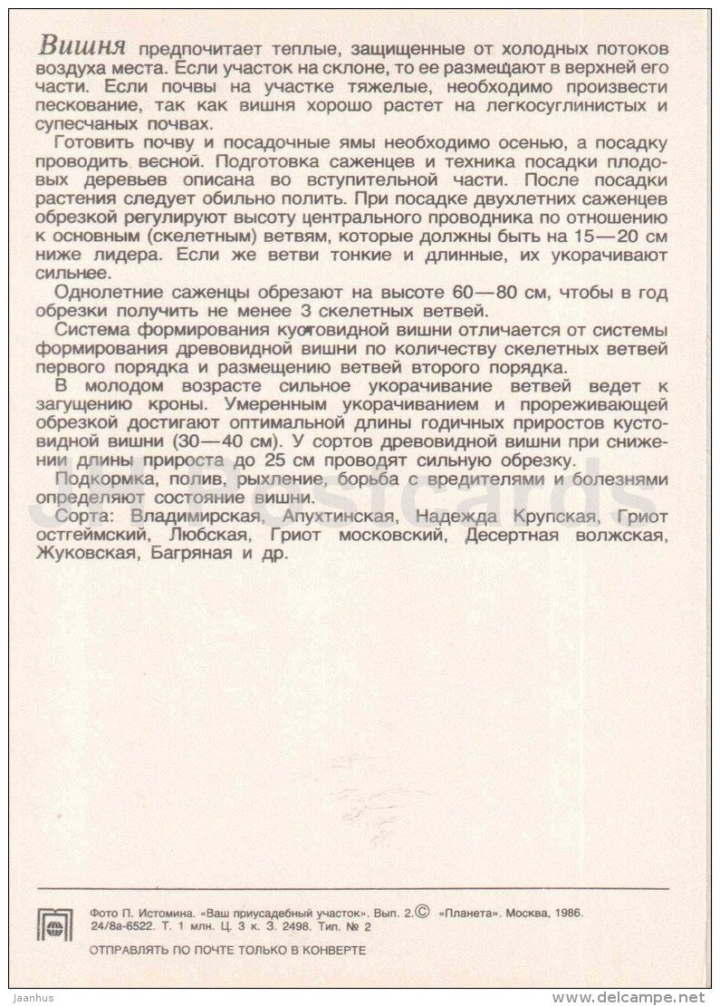 Cherry - 1 - fruit and berry crops - garden - 1986 - Russia USSR - unused - JH Postcards