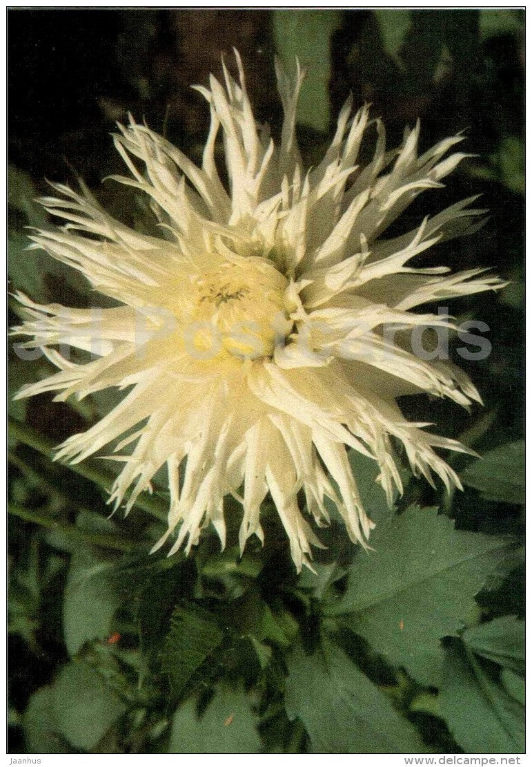 Kokette - dahlia - flowers - Slovakia - Czechoslovakia - unused - JH Postcards
