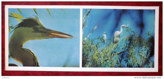 Grey Heron - Ardea cinerea - Great White Egret - Egretta alba - birds - 1982 - Russia USSR - unused - JH Postcards
