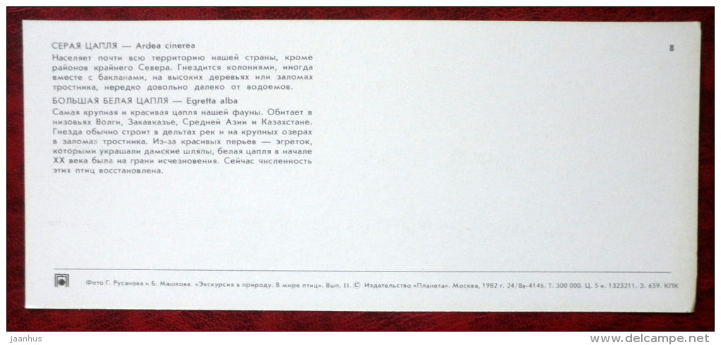 Grey Heron - Ardea cinerea - Great White Egret - Egretta alba - birds - 1982 - Russia USSR - unused - JH Postcards