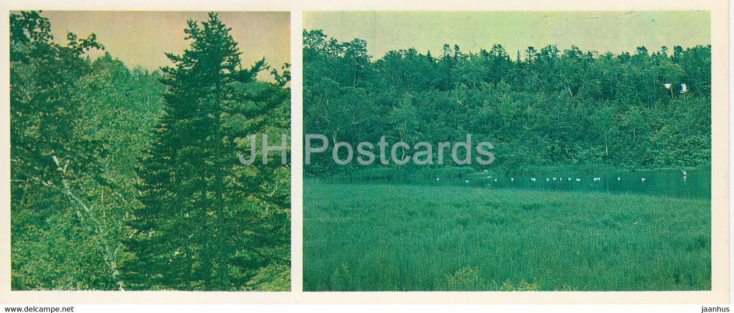 Kronotsky Nature Reserve - Kamchatka Fir - 1981 - Russia USSR - unused - JH Postcards