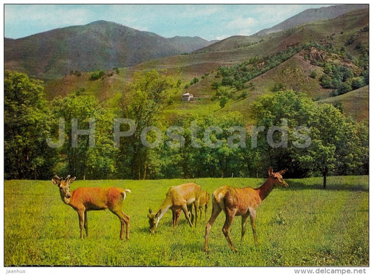 deer - Dilijan National Park - postal stationery - 1979 - Armenia USSR - unused - JH Postcards