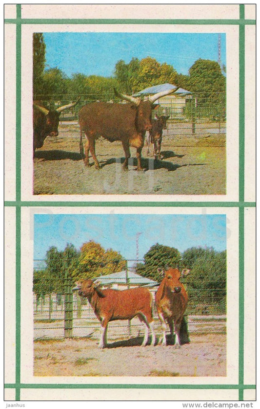 Watusi - Banteng - Kiev Kyiv Zoo - 1976 - Ukraine USSR - unused - JH Postcards