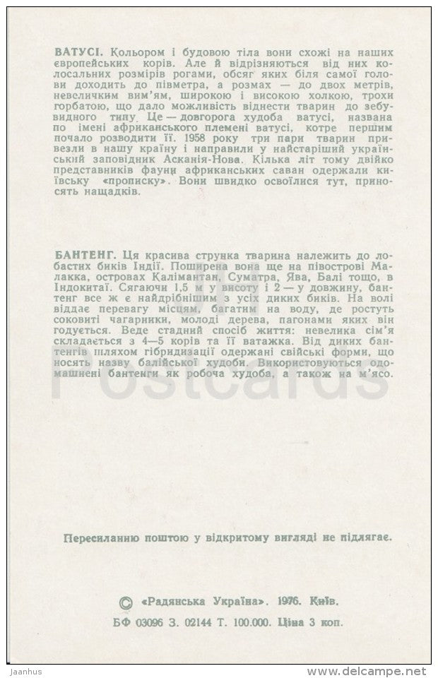 Watusi - Banteng - Kiev Kyiv Zoo - 1976 - Ukraine USSR - unused - JH Postcards