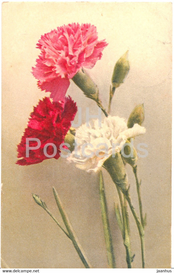 Red White Carnation - flowers - Paul Bender - old postcard - 1930 - Switzerland - used - JH Postcards