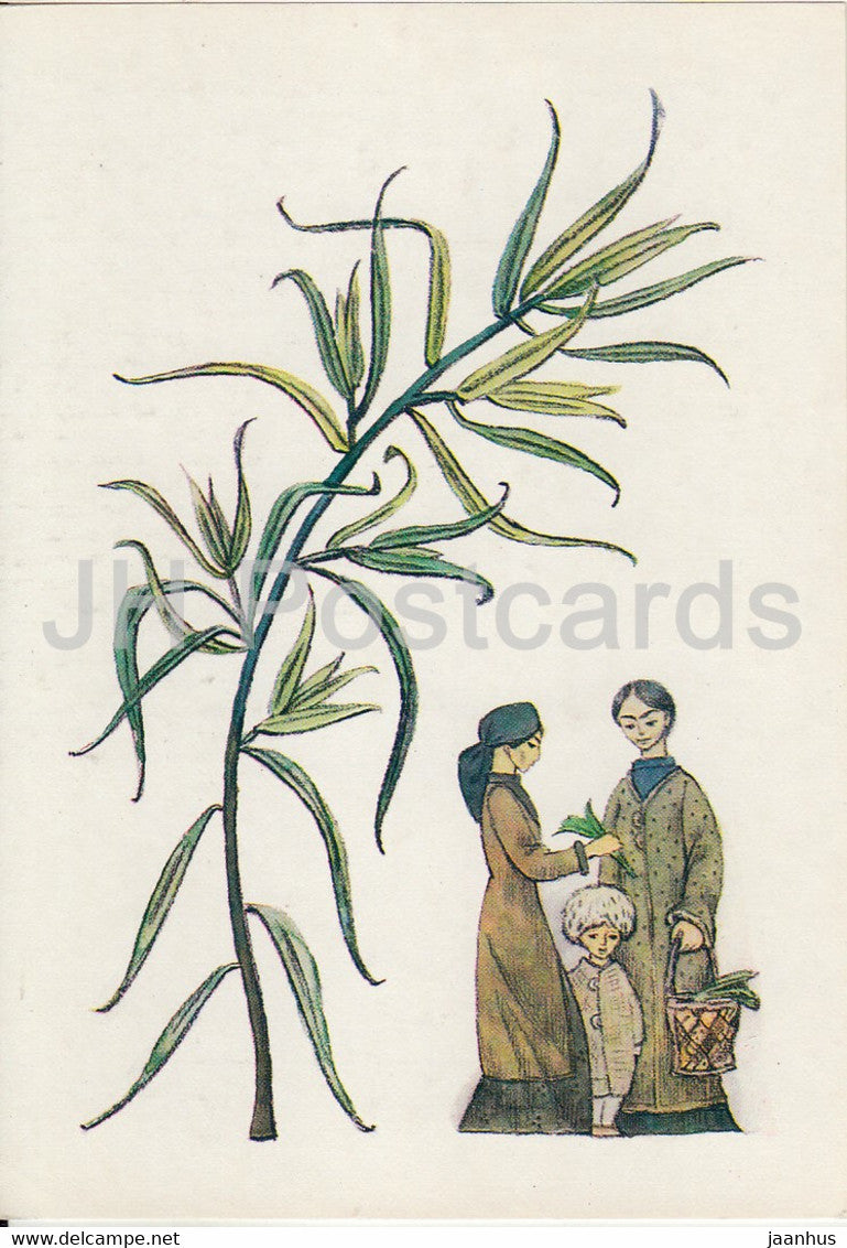 Estragon - Spice Plants - 1986 - Russia USSR - unused - JH Postcards