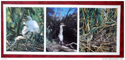 Grey Heron - Ardea cinerea - Squacco Heron - Ardeola ralloides - Purple Heron - birds - 1982 - Russia USSR - unused - JH Postcards