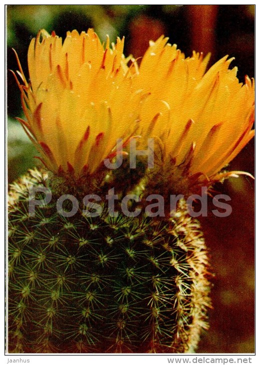 parodia brevihamatus - cactus - Botanical Garden of the USSR - Moscow - 1973 - Russia USSR - unused - JH Postcards