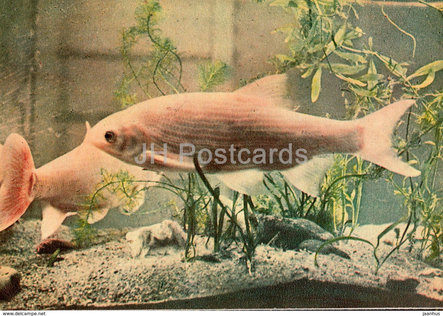 Ide - Leuciscus idus - fish - Riga Zoo - old postcard - Latvia USSR - unused - JH Postcards