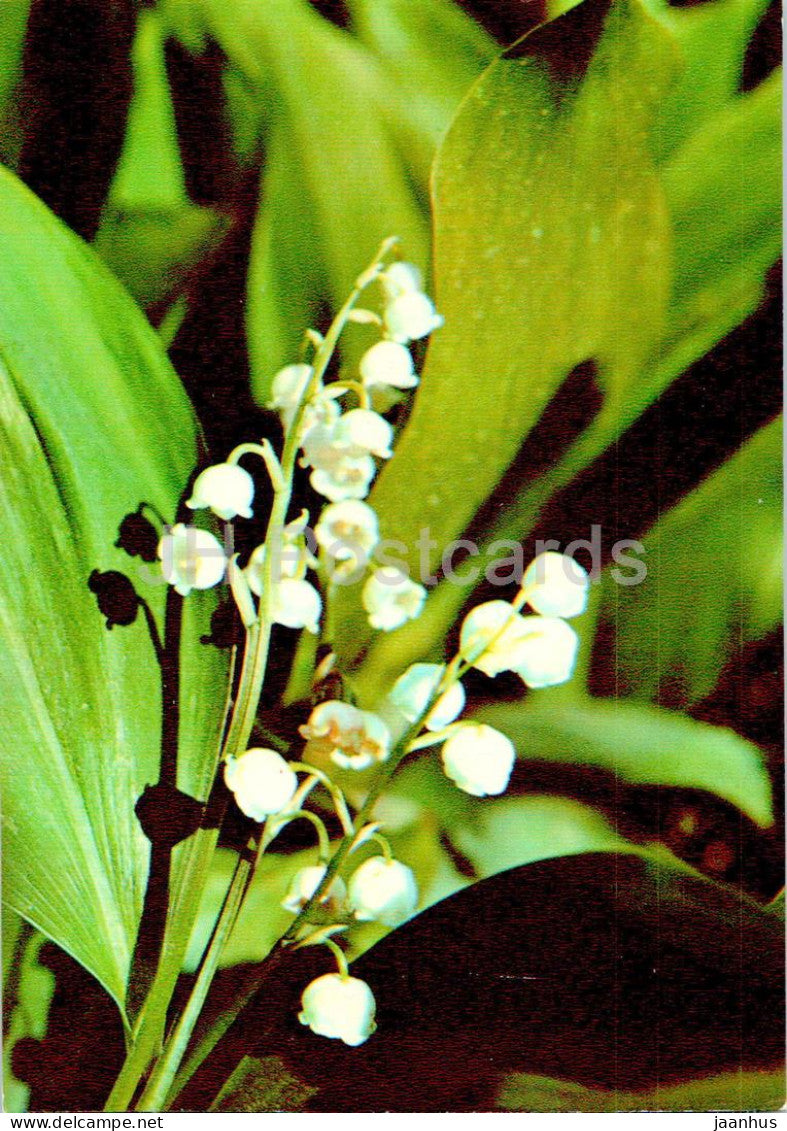 Convallaria majalis - Lily of the valley - Medicinal Plants - 1977 - Russia USSR - unused - JH Postcards
