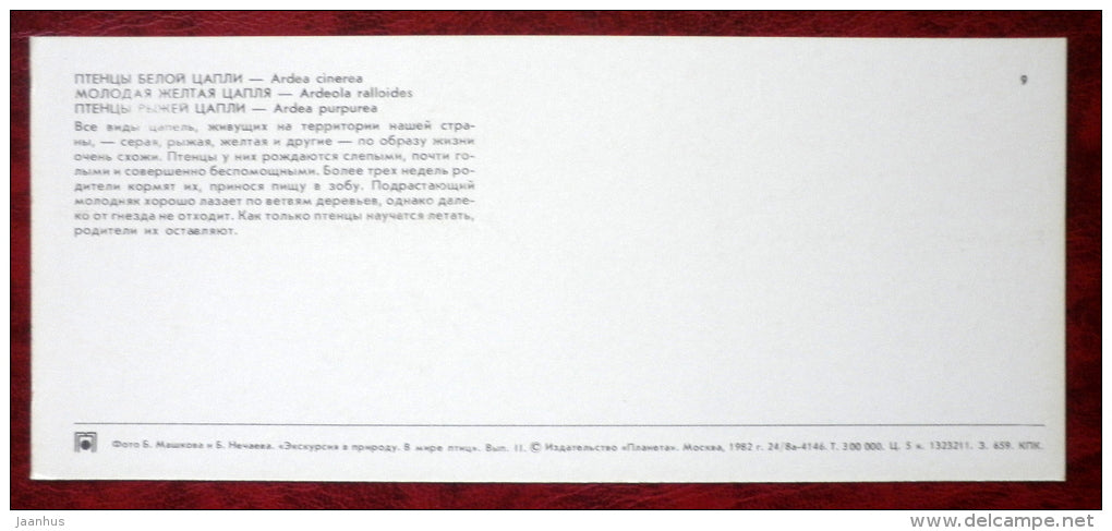 Grey Heron - Ardea cinerea - Squacco Heron - Ardeola ralloides - Purple Heron - birds - 1982 - Russia USSR - unused - JH Postcards