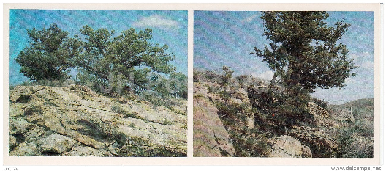 Juniper - Kopet Dagh Nature Reserve - 1985 - Turkmenistan USSR - unused - JH Postcards