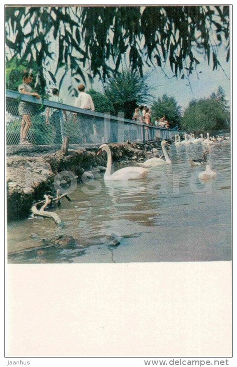 Swans at Exhipition Area of Kirghiz SSR - Bishkek - Frunze - Kyrgystan USSR - unused - JH Postcards