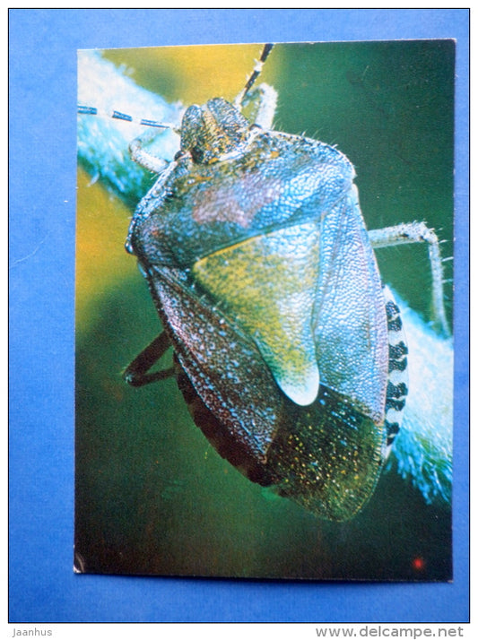 Sloe Bug - Dolycoris baccarum - bug - insects - 1980 - Russia USSR - unused - JH Postcards