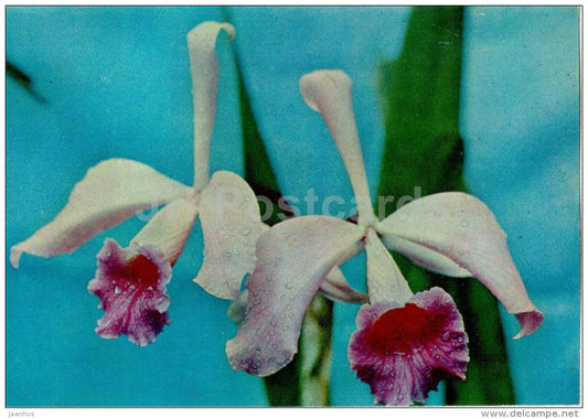 Cattleya - flowers - orchid - Botanical Garden of the USSR - Moscow - 1973 - Russia USSR - unused - JH Postcards