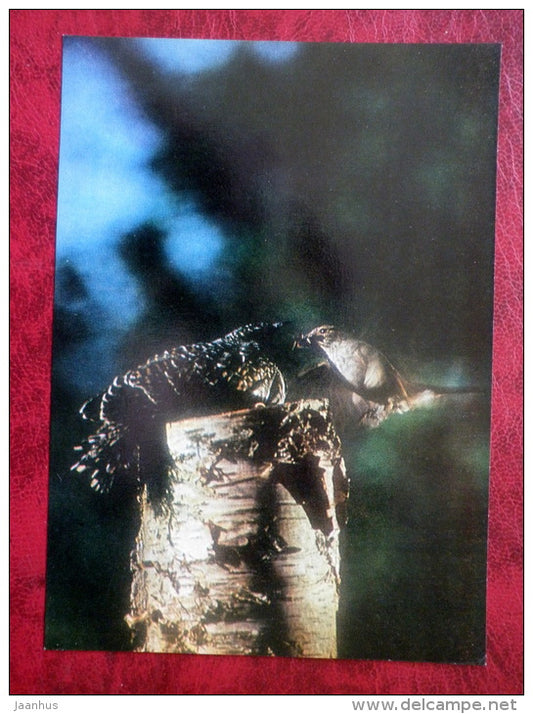 Spotted Flycatcher - Muscicapa striata - cuckoo - birds - 1981 - Latvia USSR - unused - JH Postcards