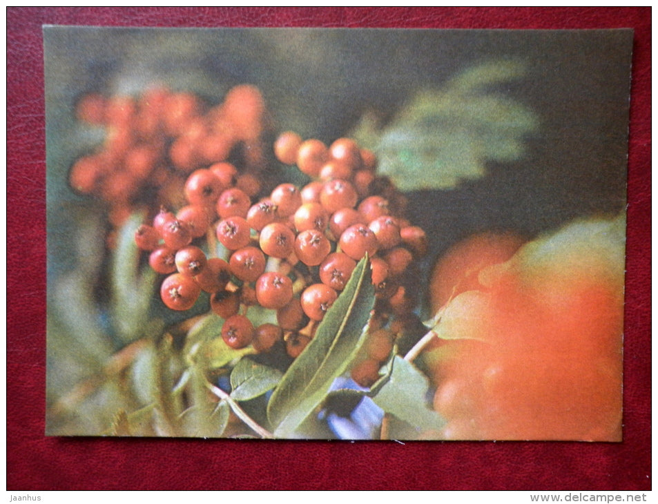 Greeting card - rowan berries - plants - 1981 - Estonia USSR - used - JH Postcards