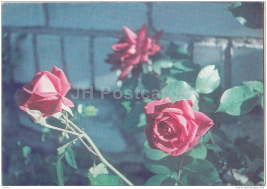 Birthday greeting card - roses in a vase - flowers - Estonia - used in 1998 - JH Postcards
