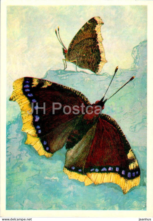 Mourning cloak - Vanessa antiopa - butterfly - butterflies - 1976 - Russia USSR - unused - JH Postcards