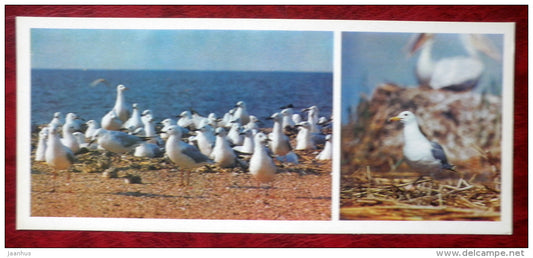 European Herring Gull - Larus argentatus - Slender-billed Gull - birds - 1982 - Russia USSR - unused - JH Postcards