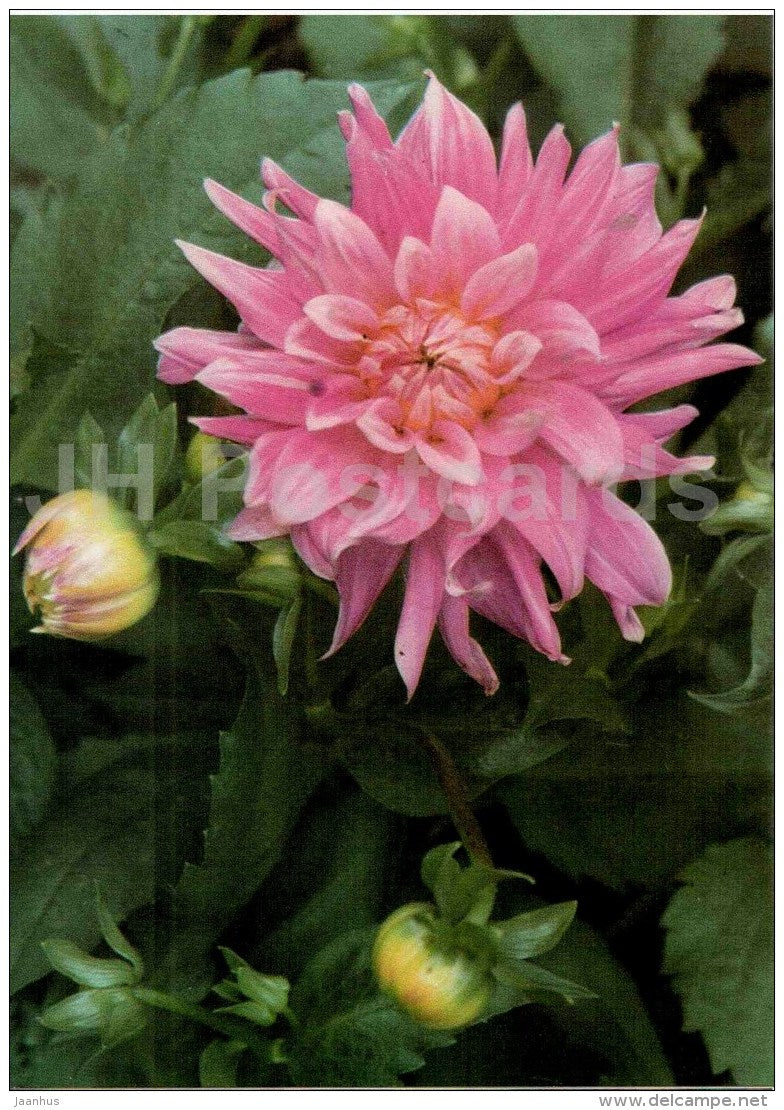 Alexander von Humboldt - dahlia - flowers - Slovakia - Czechoslovakia - unused - JH Postcards