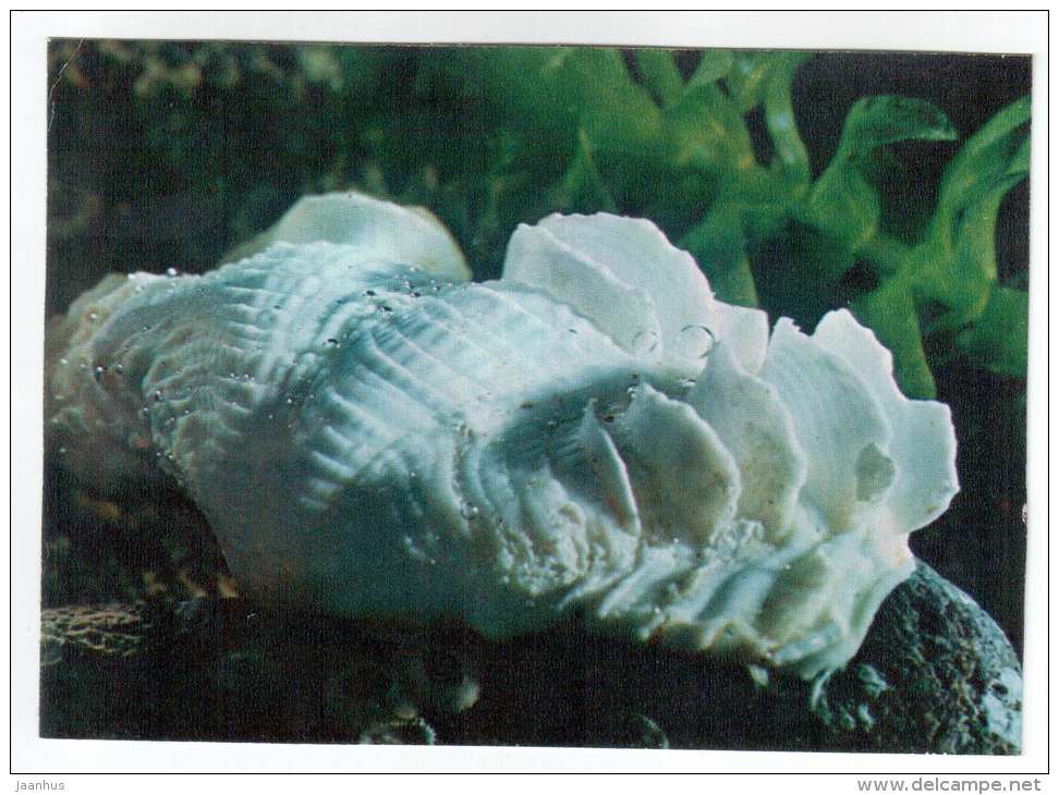 Fluted giant clam - Tridacna Squamosa - shells - clams - mollusc - 1974 - Russia USSR - unused - JH Postcards