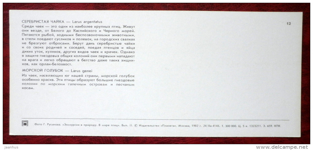 European Herring Gull - Larus argentatus - Slender-billed Gull - birds - 1982 - Russia USSR - unused - JH Postcards