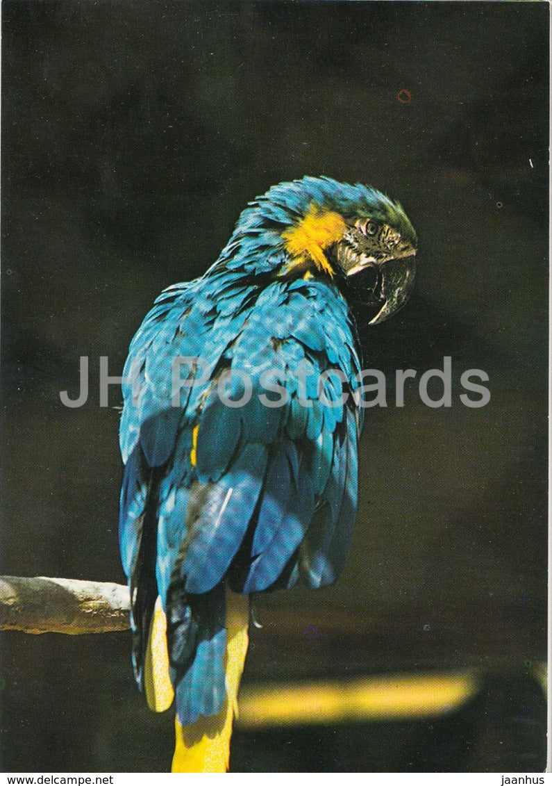 Blue-and-yellow macaw - Ara ararauna - birds - Zoo - Czechoslovakia - Czech Republic - unused - JH Postcards