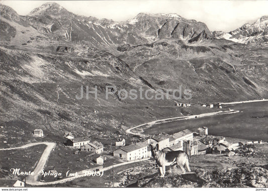 Monte Spugla 1908 m - dog - Italy - unused - JH Postcards