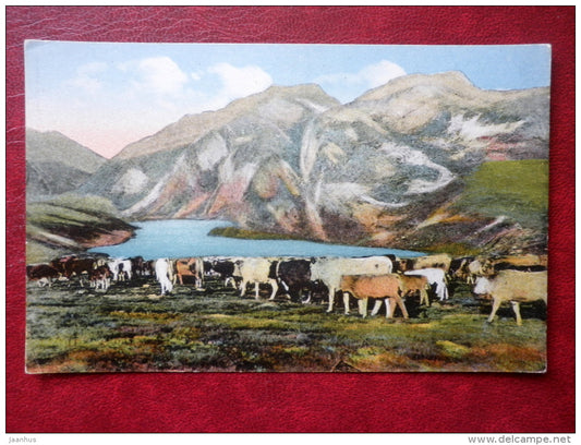 Les Pyrenees Troupeau Descendant des hauts Paturages - cow herd - France - unused - JH Postcards