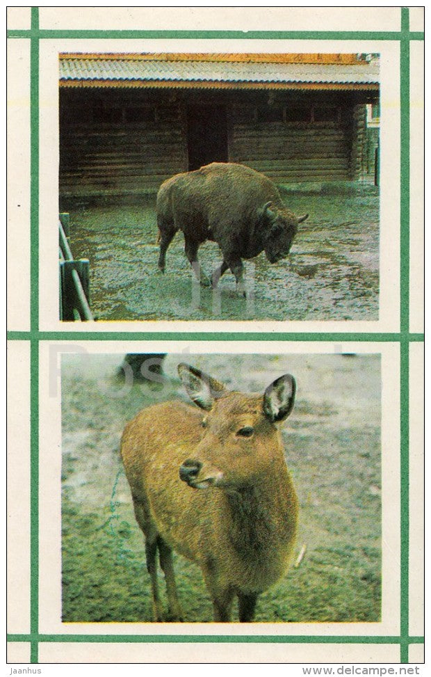European bison - Spotted Deer - Kiev Kyiv Zoo - 1976 - Ukraine USSR - unused - JH Postcards