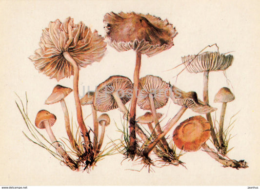 Fairy ring mushroom - Marasmius oreades - illustration by A. Shipilenko - Mushrooms - 1976 - Russia USSR - unused - JH Postcards