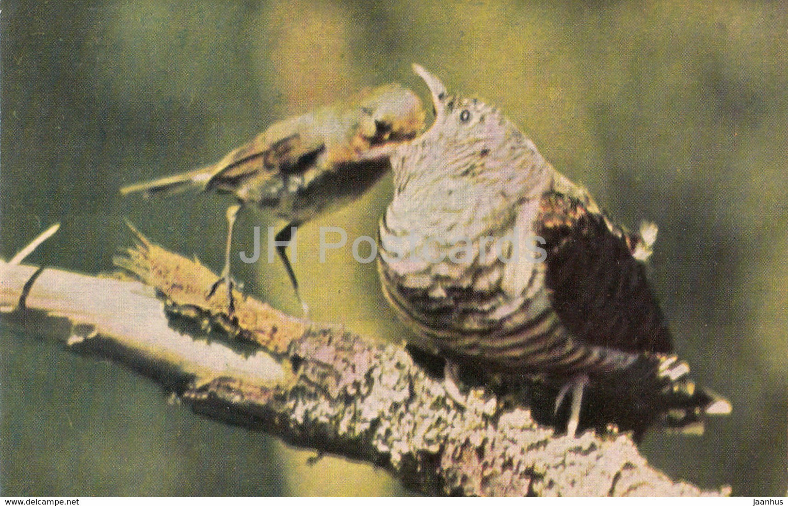 European robin - Erithacus rubecula - birds - 1968 - Russia USSR - unused - JH Postcards