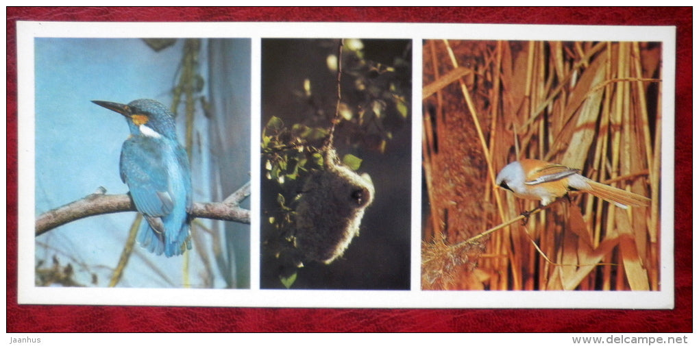 Common Kingfisher - Alcedo atthis - Eurasian Penduline Tit - Bearded Reedling - birds - 1982 - Russia USSR - unused - JH Postcards