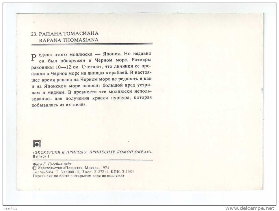 Veined rapa whelk - Rapana Thomasiana - shells - clams - mollusc - 1974 - Russia USSR - unused - JH Postcards