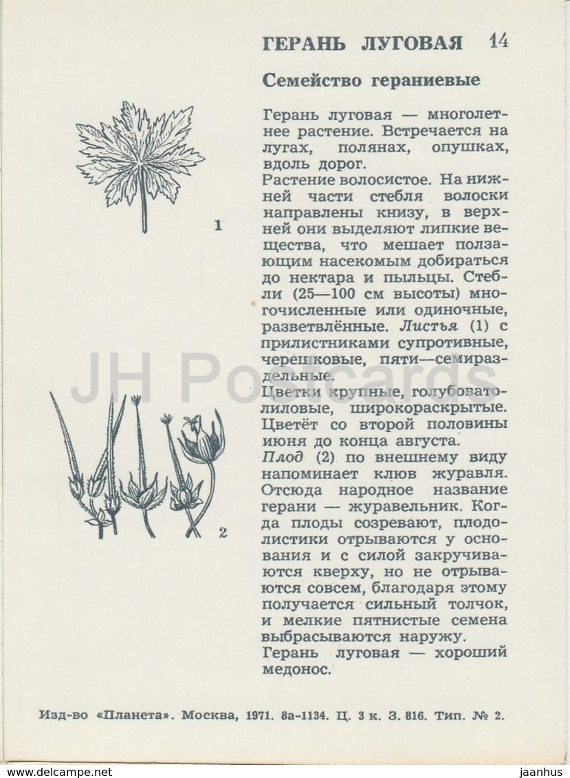 Wiesen-Storchschnabel - Geranium pratense - Wildblumen - 1971 - Russland UdSSR - unbenutzt