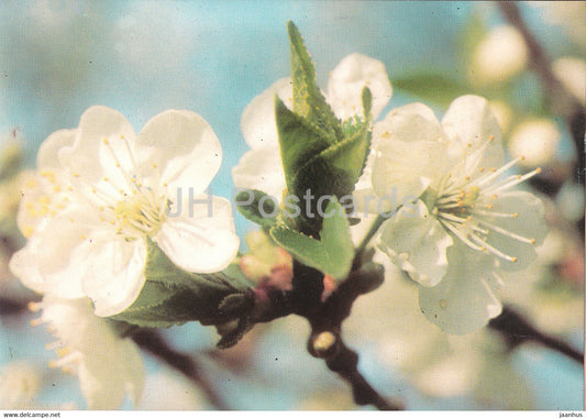 Blooming Apple - plants - Bulgaria - unused - JH Postcards