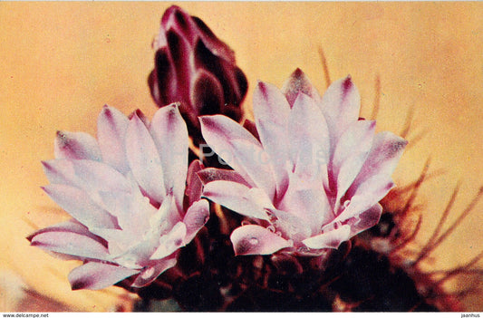 Moon Cactus - Gymnocalycium mihanovichii - 1 - Cactus - Flowers - 1972 - Russia USSR - unused - JH Postcards
