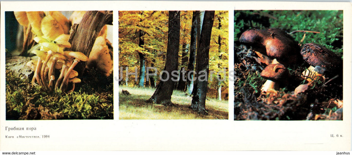 mushrooms - protected places of Crimea - 1984 - Ukraine USSR - unused - JH Postcards