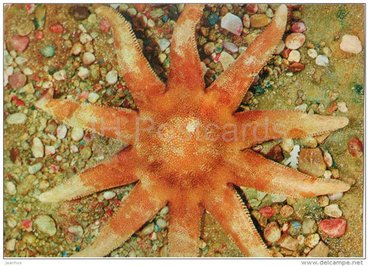 Solaster sp - starfish - 1975 - Russia USSR - unused - JH Postcards