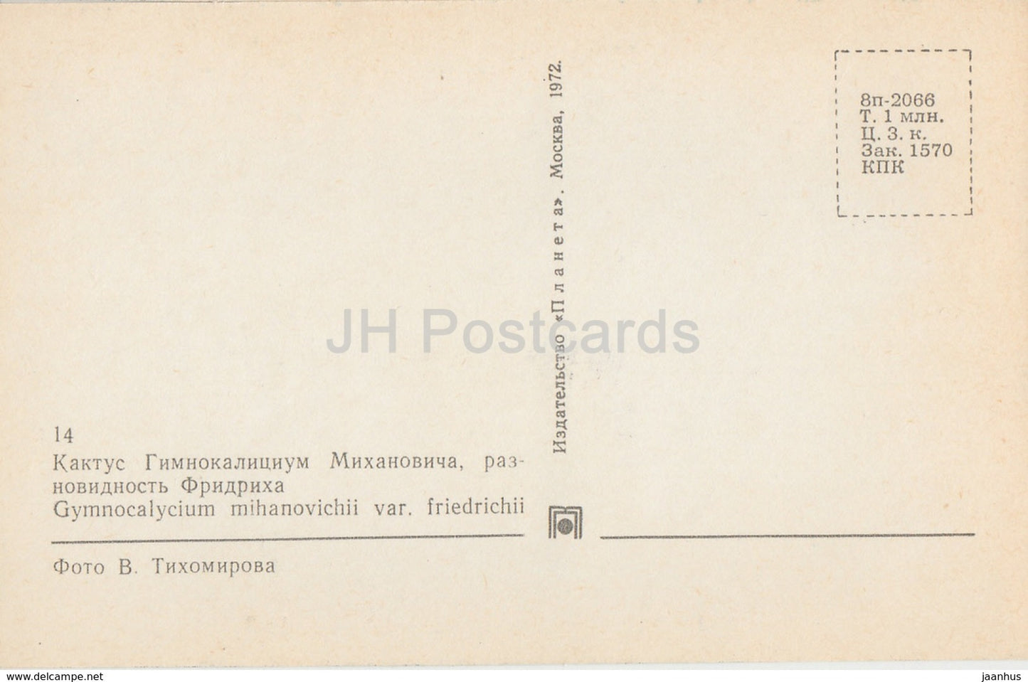 Moon Cactus - Gymnocalycium mihanovichii - 1 - Cactus - Flowers - 1972 - Russia USSR - unused - JH Postcards