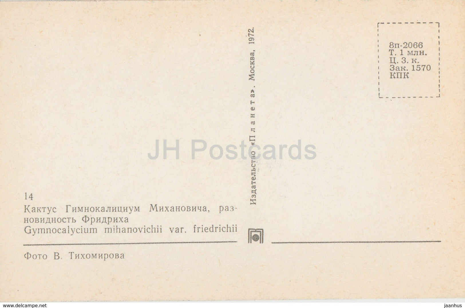 Moon Cactus - Gymnocalycium mihanovichii - 1 - Cactus - Flowers - 1972 - Russia USSR - unused - JH Postcards