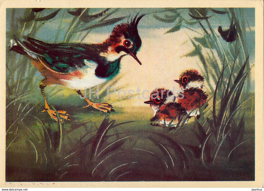Lapwing - Vanellinae - birds - animals - illustration - 1980 - Russia USSR - unused - JH Postcards
