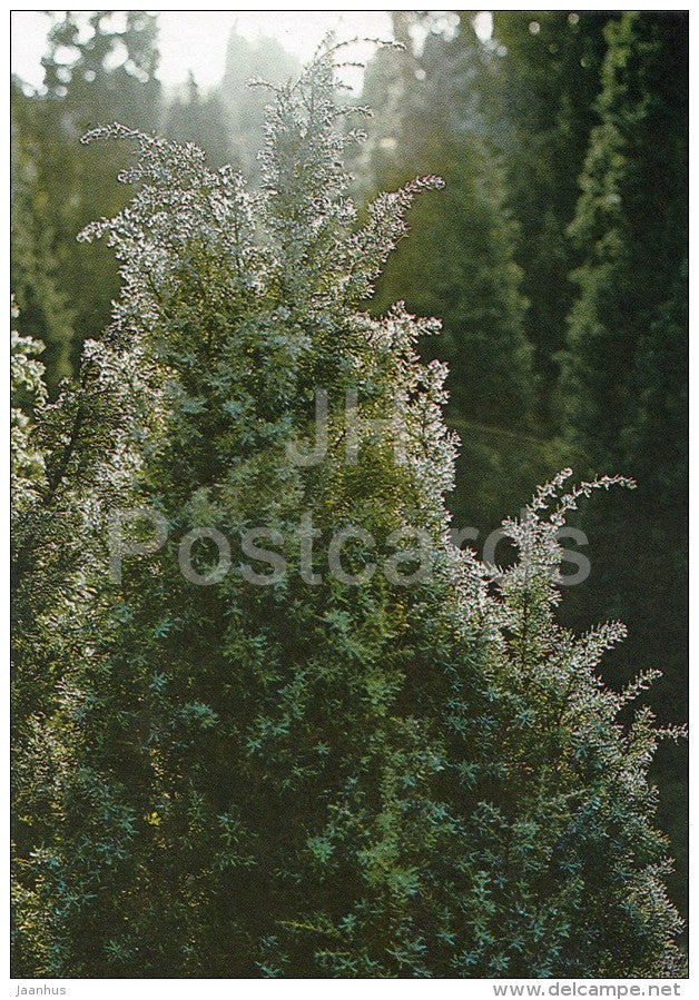 Junipers on Saarnaki islet - Hiiumaa island - 1990 - Estonia USSR - unused - JH Postcards