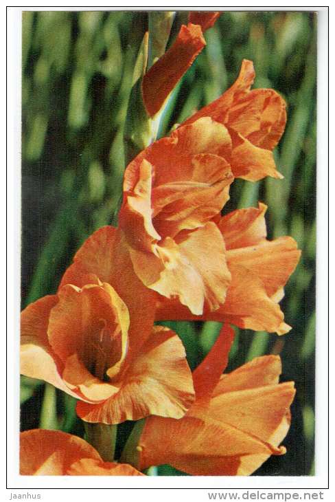 Bit of Heaven - gladiolus - flowers - 1972 - Russia USSR - unused - JH Postcards