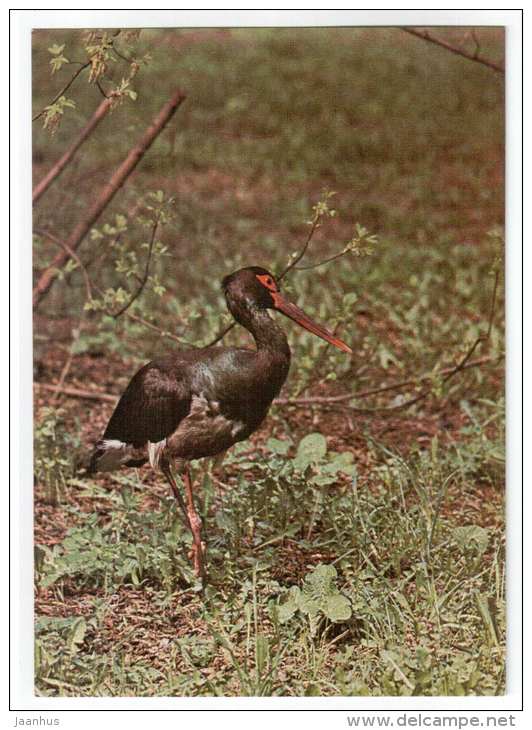 Black Stork - Ciconia nigra - birds - 1977 - Poland - unused - JH Postcards