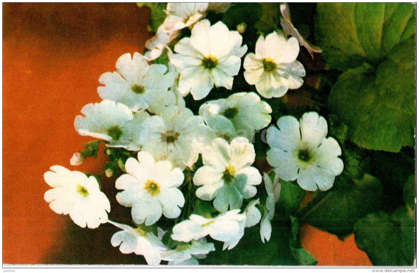 Primrose - flowers - 1973 - Russia USSR - unused - JH Postcards